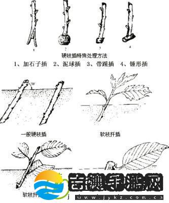 欧式72种插花诡计